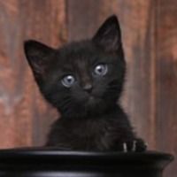 kitty